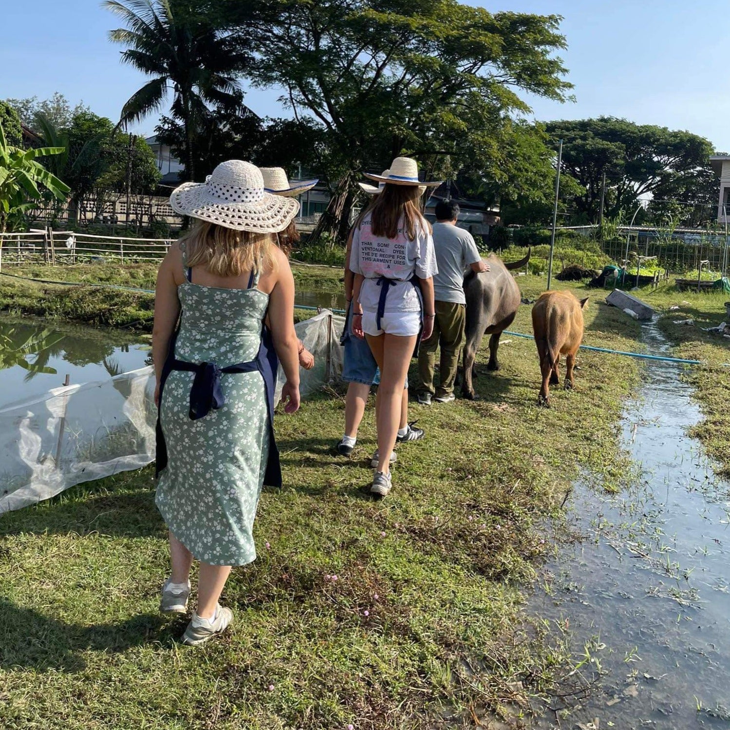 Northern Thai Food Cooking Class at a Farm