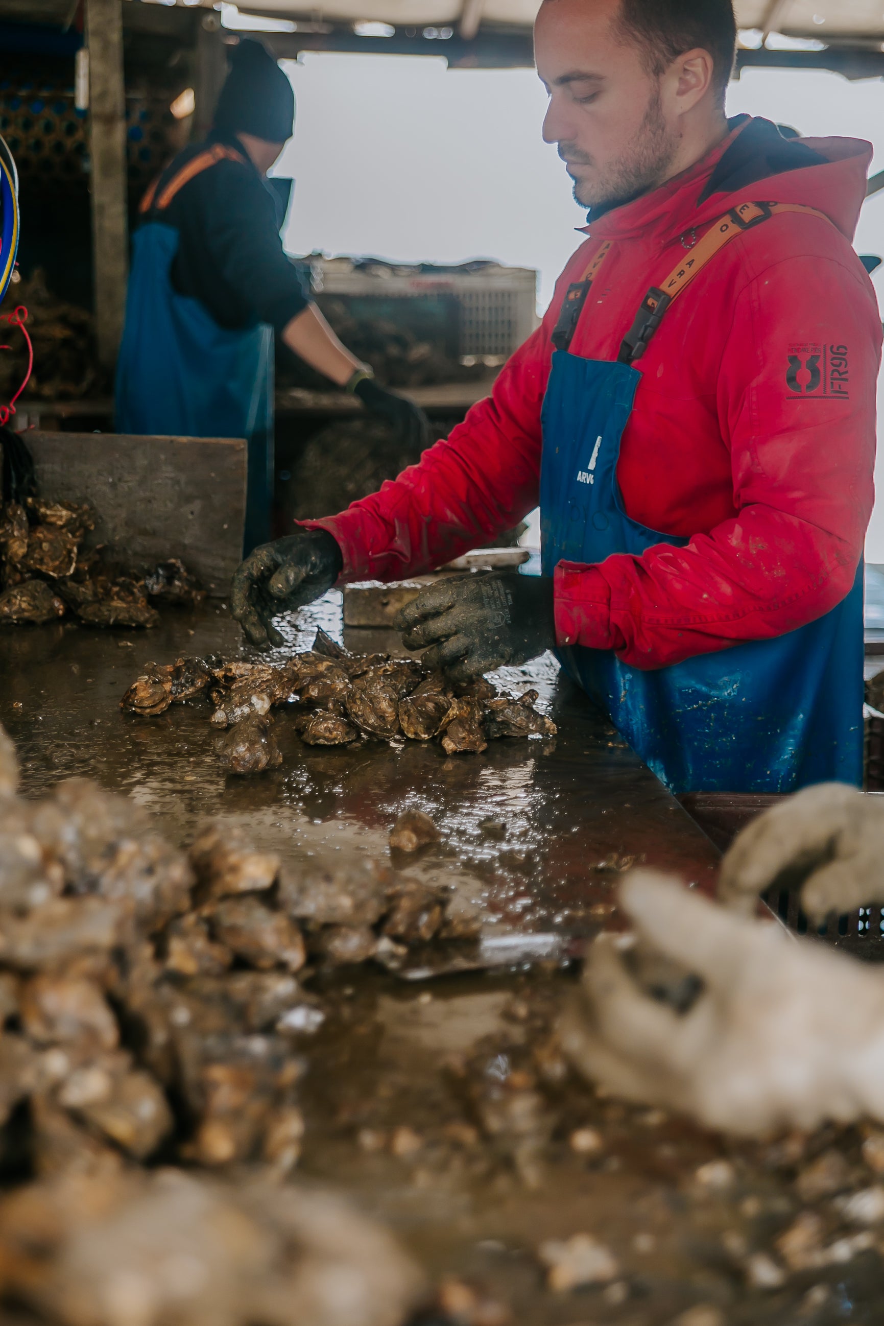 Oyster Farm Visit and Tasting