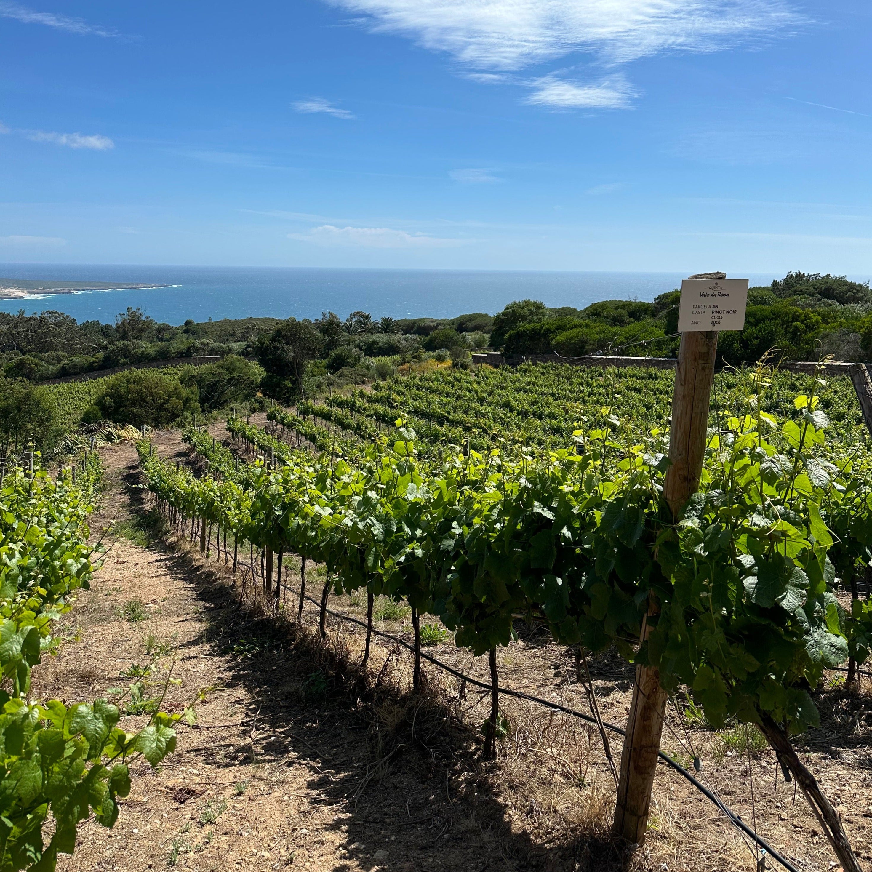 Secrets of Sintra - Palaces, Vineyards, and Wine Tasting