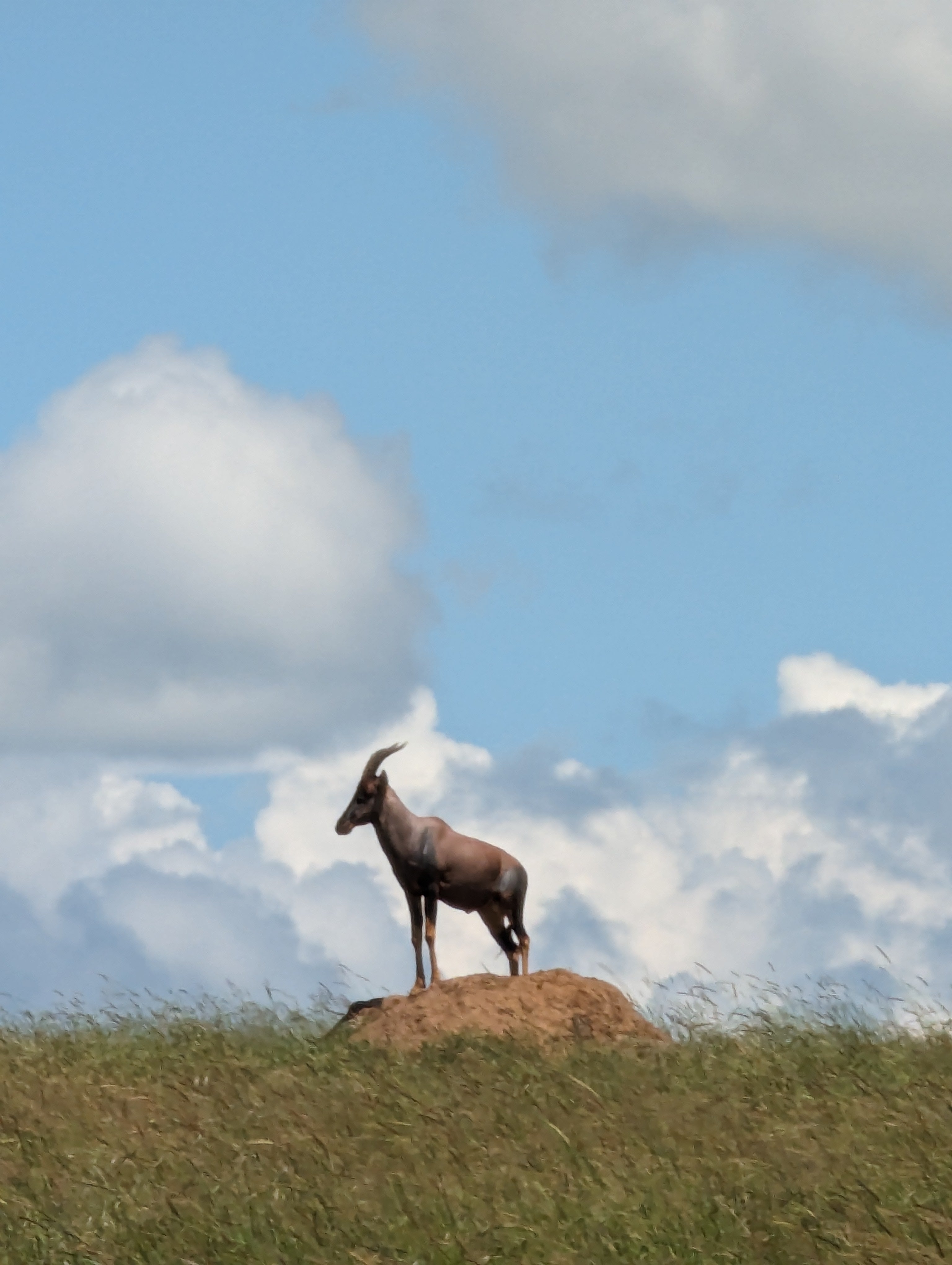 Maasai Mara Safari