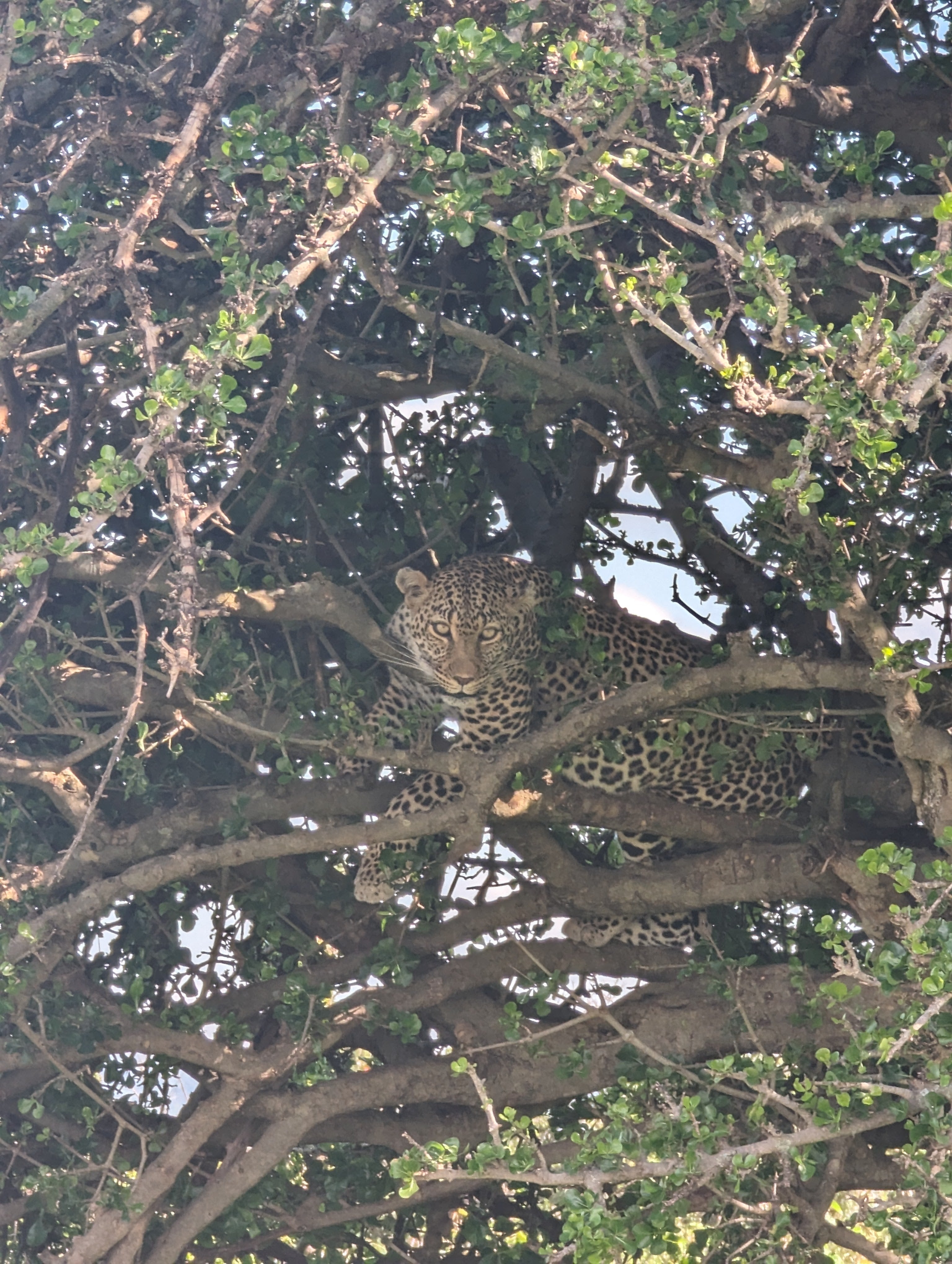 Maasai Mara Safari