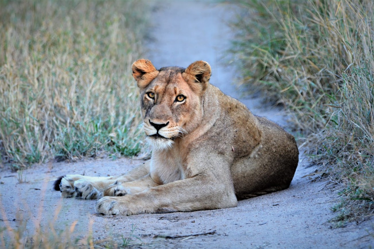 Kruger Safari Experience