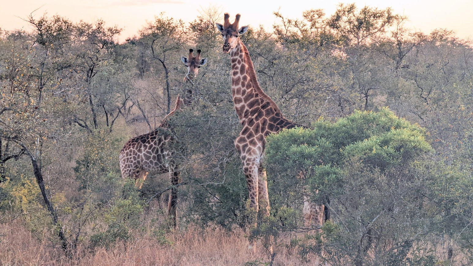 Kruger Safari Experience