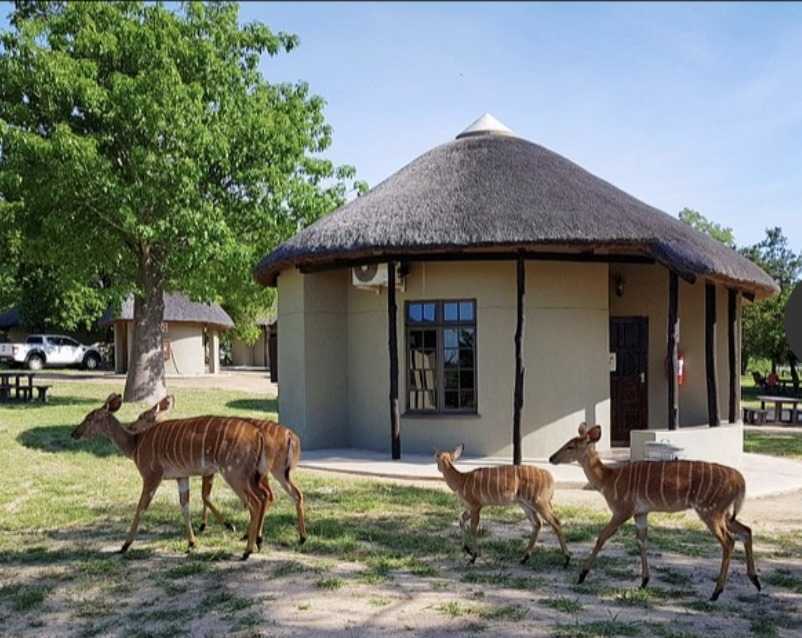 Kruger Safari Experience