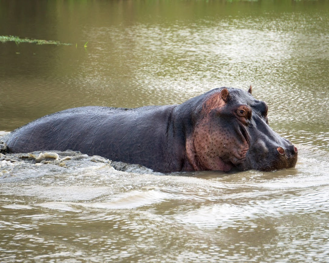 Kruger Safari Experience