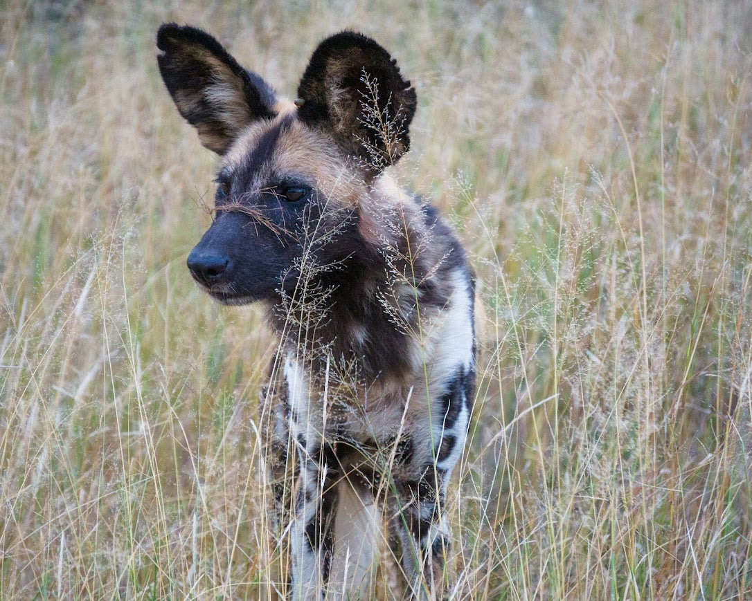 Kruger Safari Experience