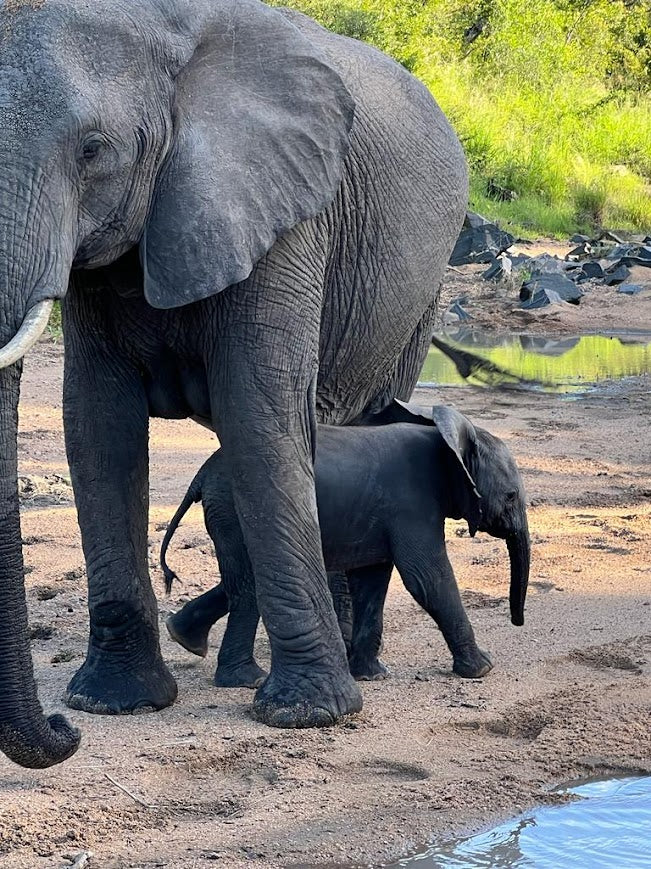 Kruger Safari Experience