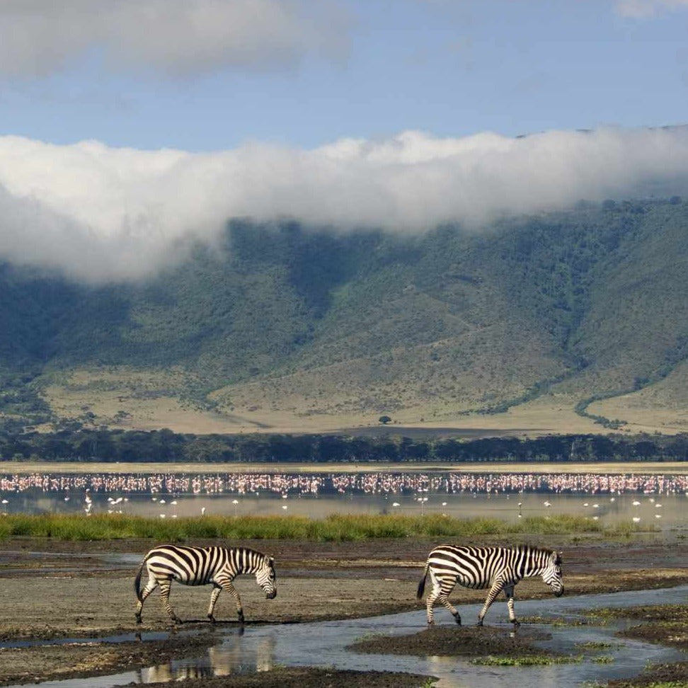 The Serengeti Safari