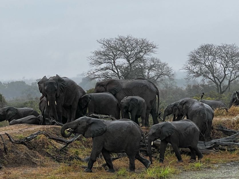 Kruger Safari Experience