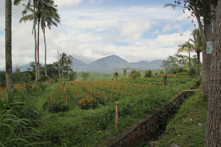 Organic Coffee Farming Trip