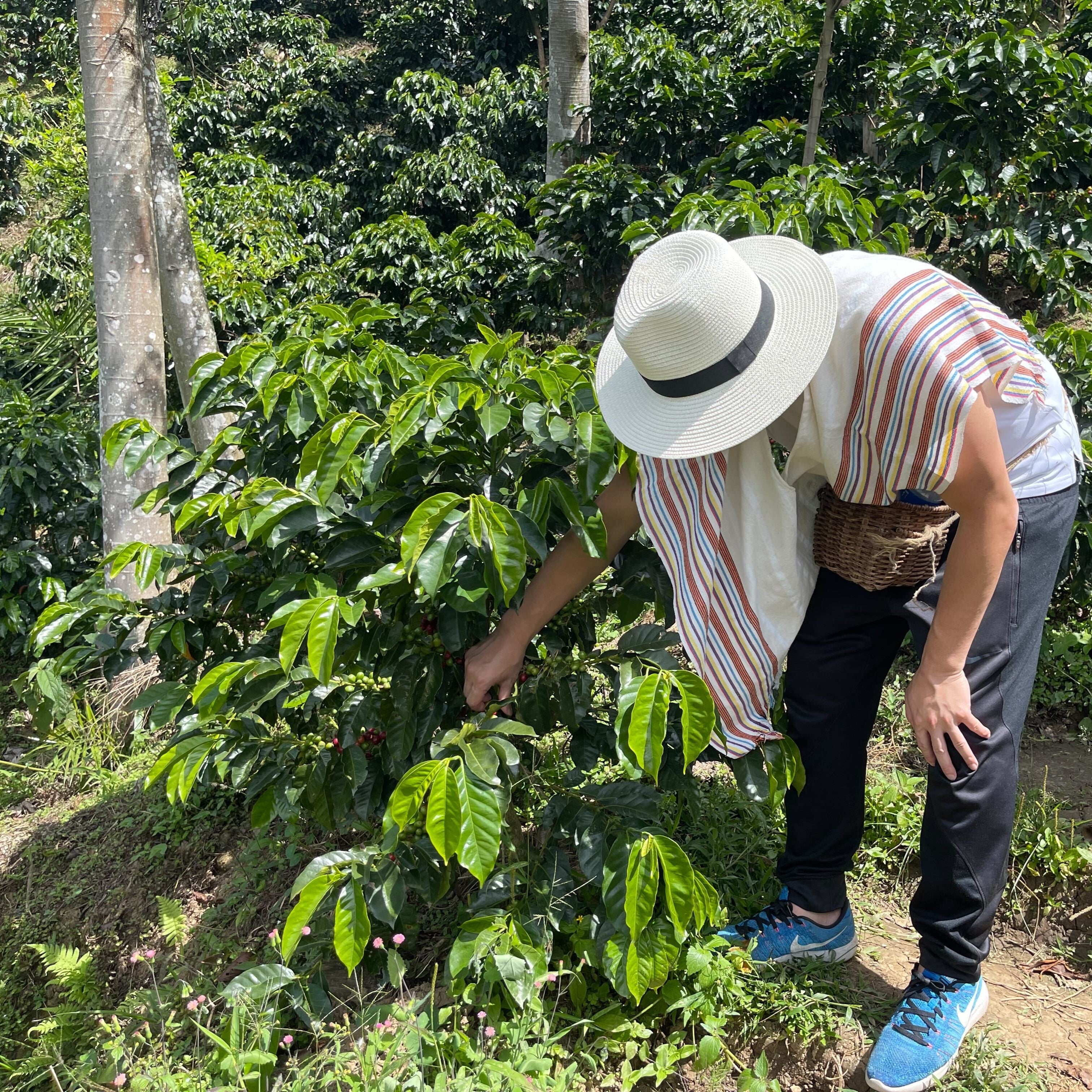 Coffee Farm Tour