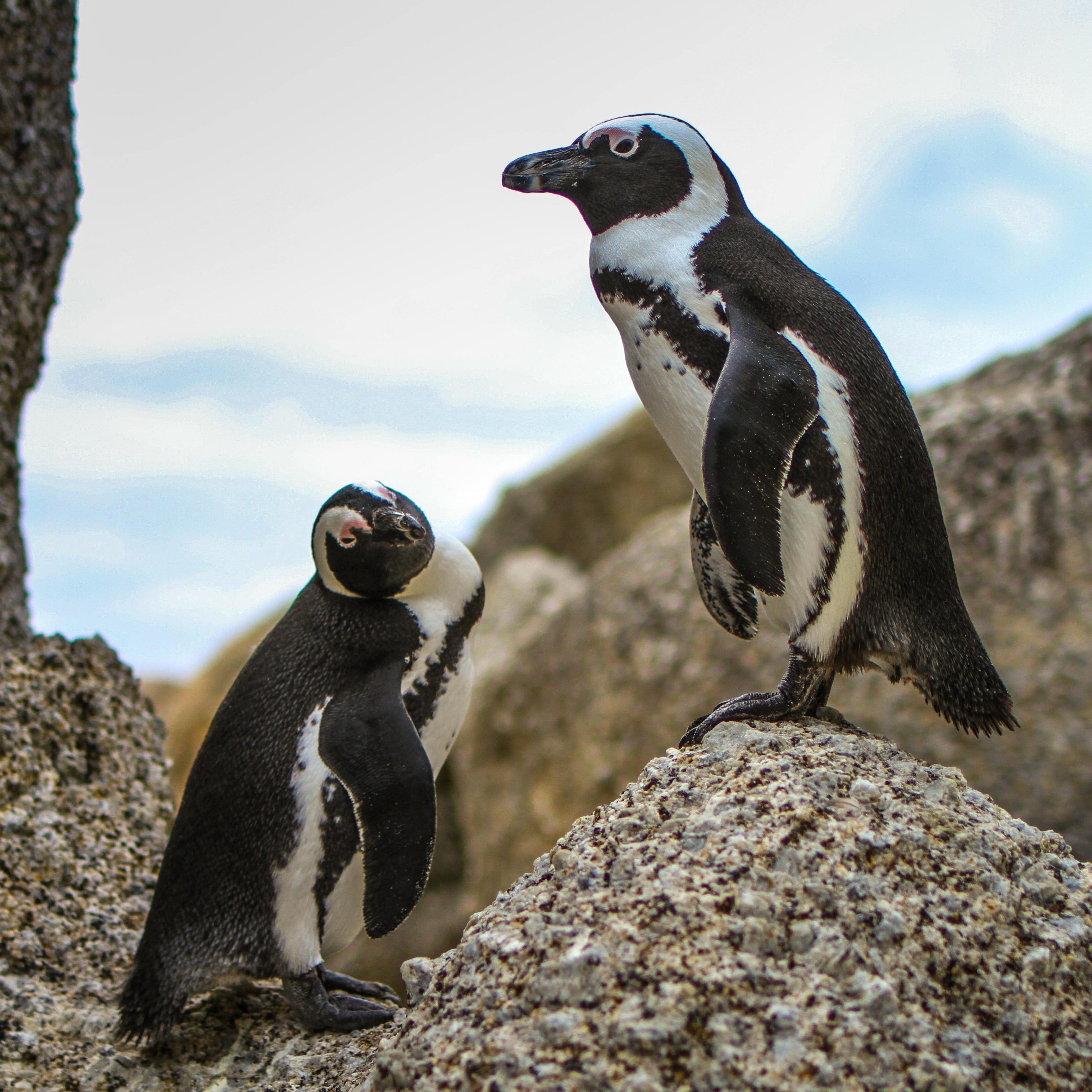 Penguins & Cape Point Day Tour