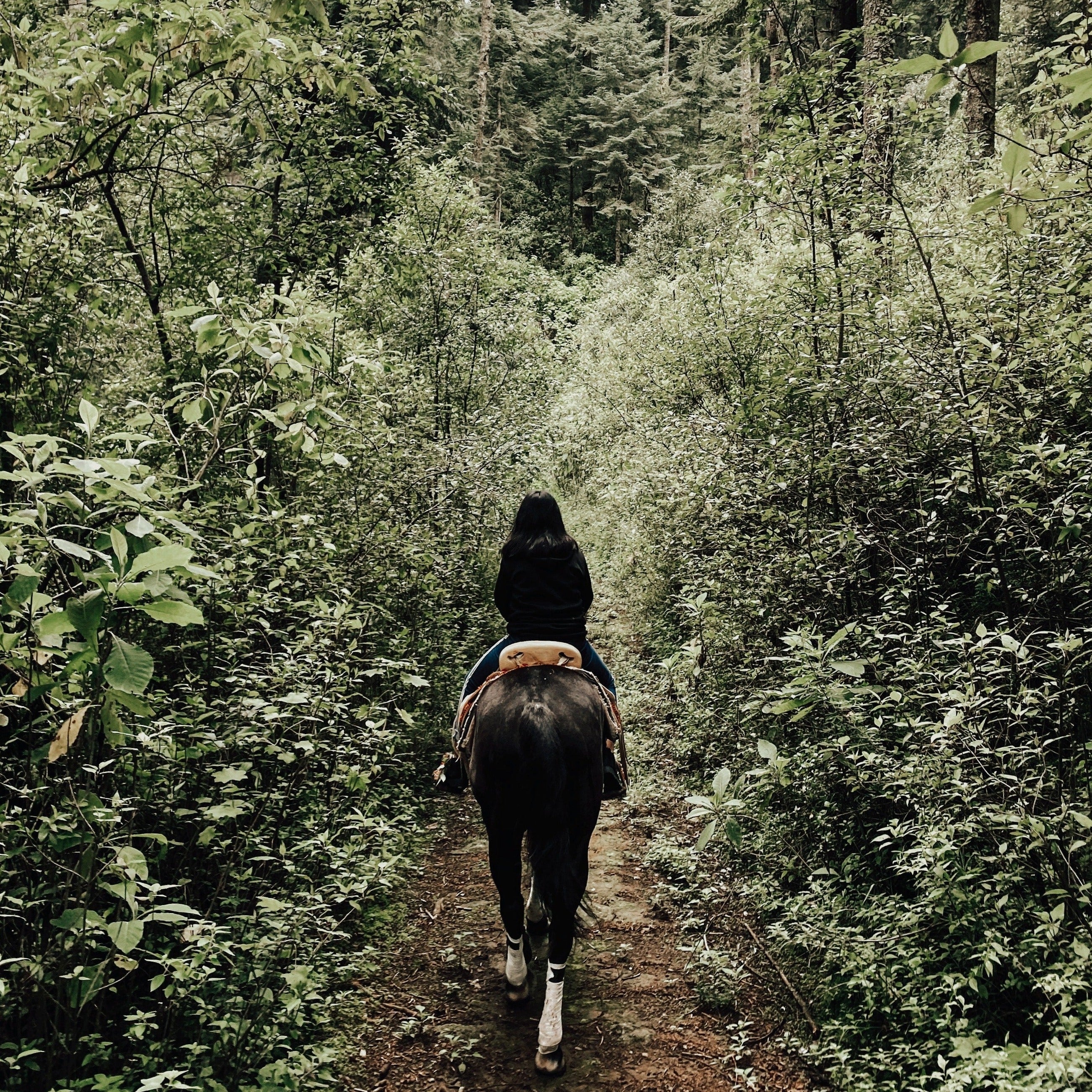 Horse Riding at Karura Forest