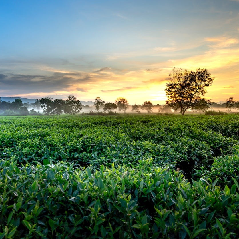 Tea Plantation Tour